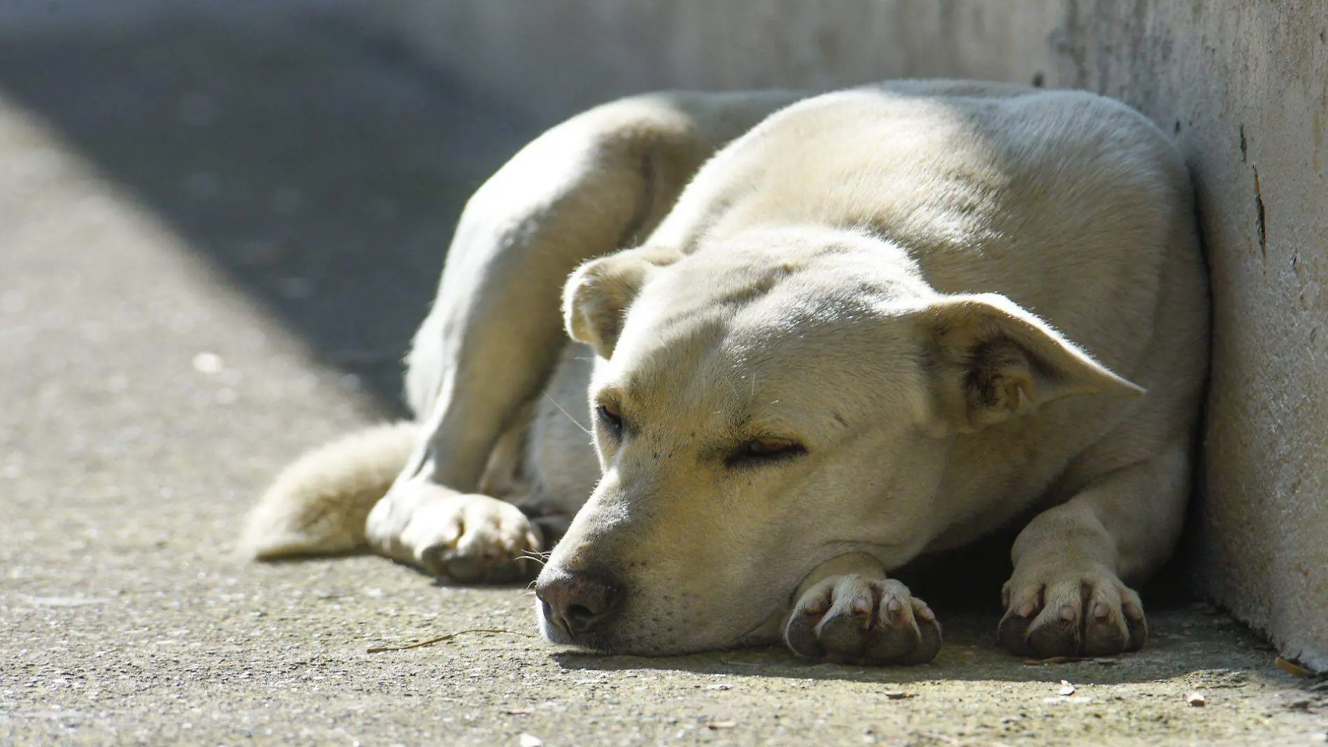 885856_Dia Internacional del Perro Callejero -5_web